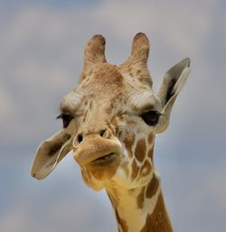 Close-up portrait of a giraffe