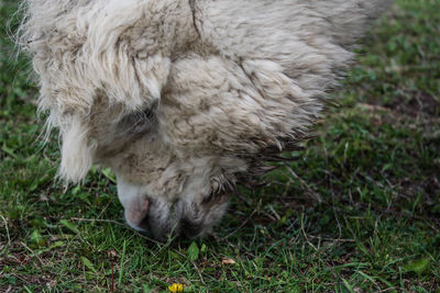 Close-up of sheep on field