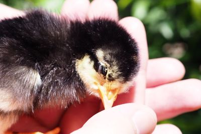 Close-up of hand holding animal