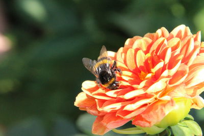 Close-up of bee on flower