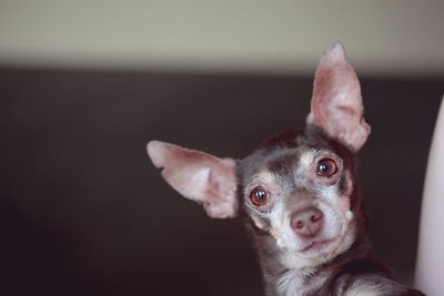 Close-up portrait of chihuahua