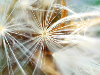 Close-up of dandelion flower