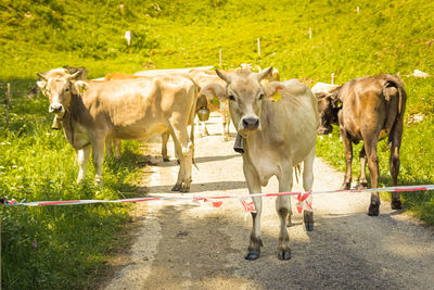 Cows standing in a field