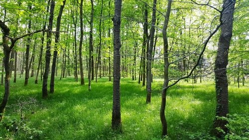 Low angle view of bamboo trees