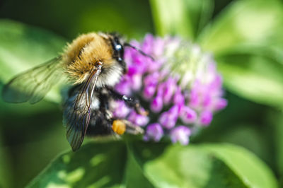 Close-up of insect on purple flower