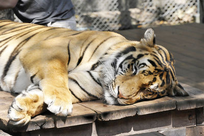 Close-up portrait of tiger