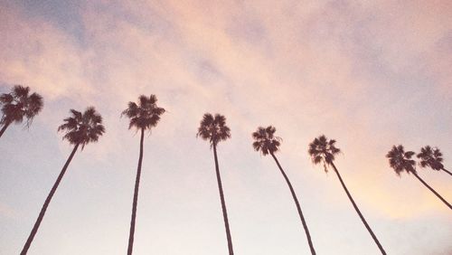 palm tree
