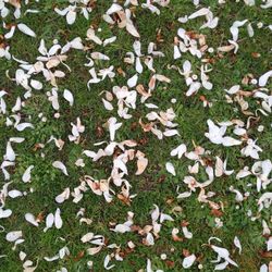 Full frame shot of leaves on field