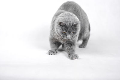 Close-up portrait of a cat against white background