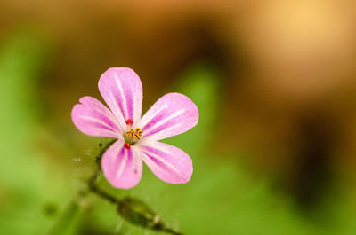 Close-up of pink flowering plant