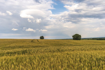 Scenic view of agricultural field against sky