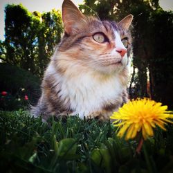 Close-up of cat by flower plants