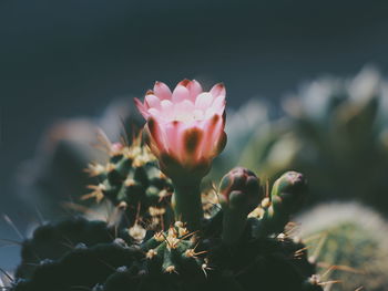 Close-up of pink flowering plant