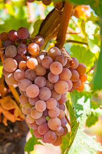 Close-up of grapes growing on tree