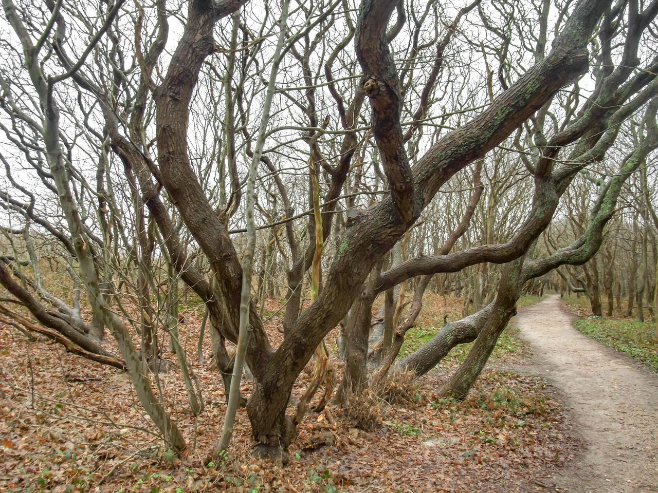 BARE TREES ALONG PLANTS IN FOREST