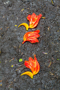 Close-up of orange flowers