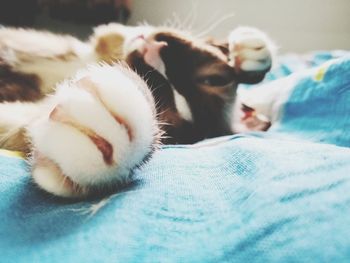 Close-up of cat resting on bed