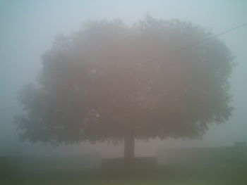 Trees in foggy weather