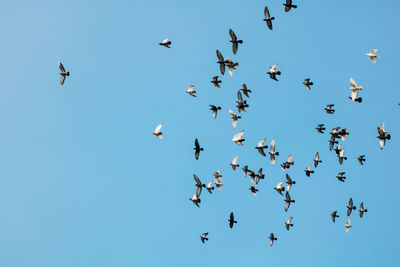 Low angle view of birds flying in the sky