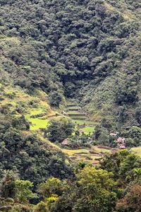 High angle view of trees on landscape