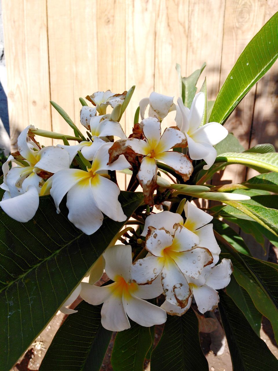 CLOSE-UP OF WHITE FLOWERING PLANT IN BLOOM