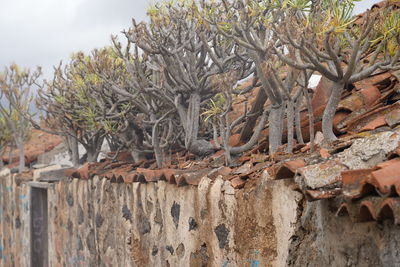 Close-up of plants against wall