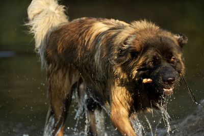 Close-up of dog drinking water