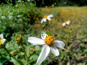 Close-up of insect on flower blooming outdoors