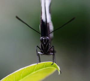 Close-up of insect