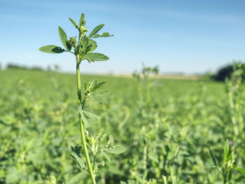 Fragment of field of young alfalfa. flowers are use for grazing hay silage green manure cover crop