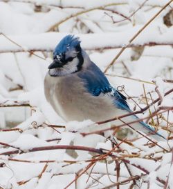 Close-up of bird perching on branch