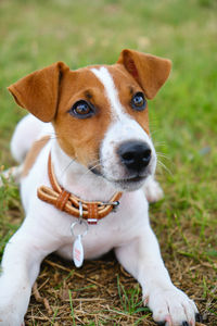 Crazy smiling dog jack russel terrier on green grass