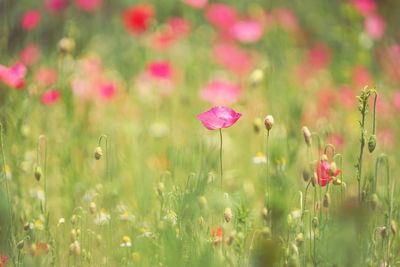 Close-up of poppy flowers blooming on field