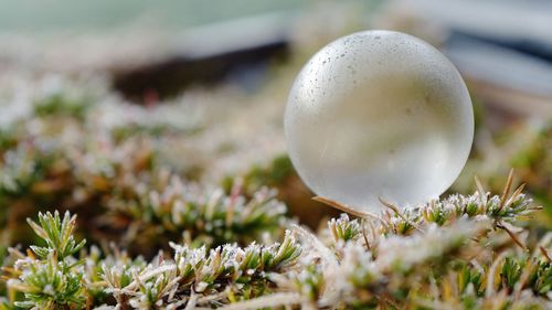 Close-up of white mushroom growing on field