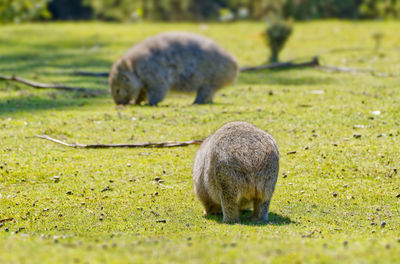 Close-up of rabbit on field