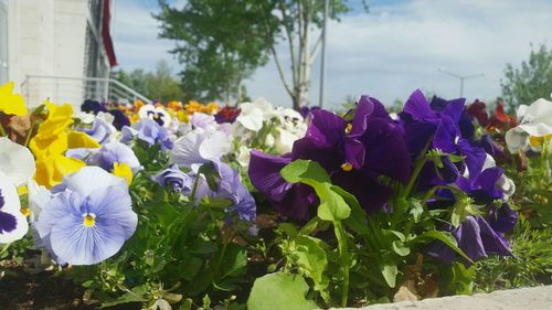 Close up of purple flowers blooming in park