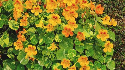 High angle view of yellow flowers blooming on field