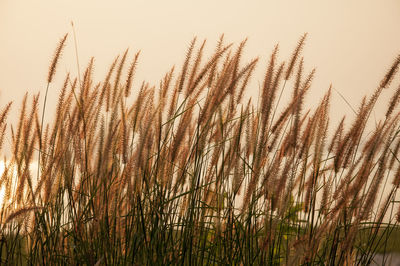 Close-up of stalks in field against clear sky