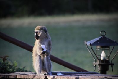 Monkey sitting on field