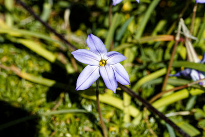 Close-up of purple flowering plant