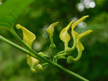 Close-up of yellow flower