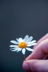 Close-up of hand holding flower against black background