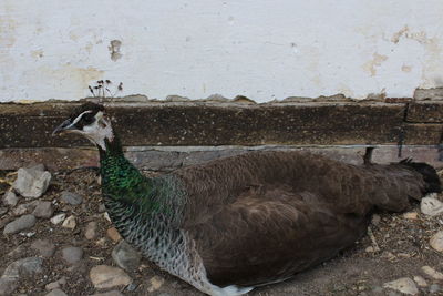 Close-up of peacock