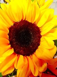 Close-up of sunflower