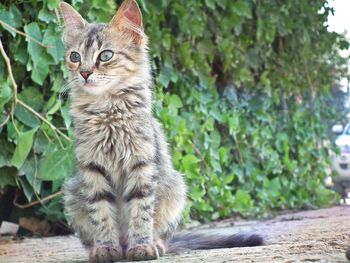 Portrait of cat sitting outdoors