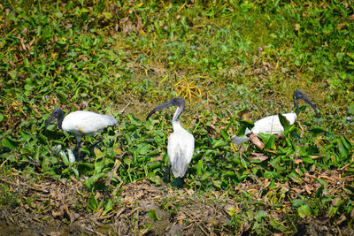 High angle view of white bird on field