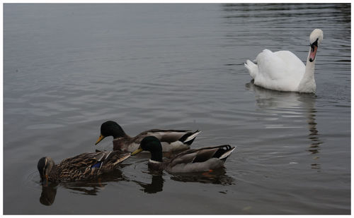 Swans swimming on lake