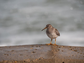 Close-up of seagull perching on a beach