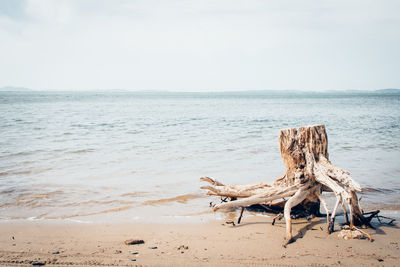 Driftwood on sand at beach against sky