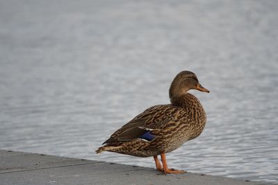 Duck on a lake